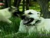 Kangallar Özgür Hayvanlardır Kngal Köpeği Belgeseli - 1995