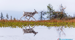 Uzun Yolculuğun İlk Adımları Ailo
