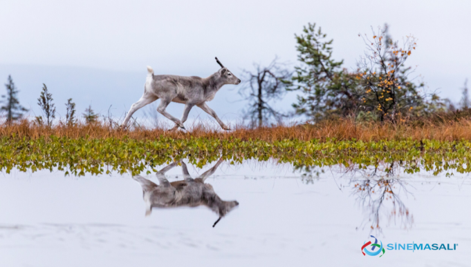 Uzun Yolculuğun İlk Adımları Ailo