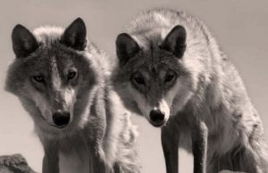 Kurdun Uyanışı ya da Kurt Totemi